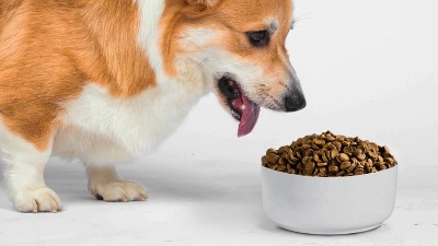 寵物飼料誘食劑是用什么做的？酶制劑很重要