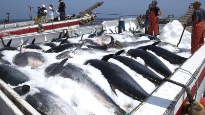 生產(chǎn)金槍魚肽選用哪款酶制劑？