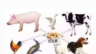 減抗、替抗、禁抗時(shí)代的飼料添加劑